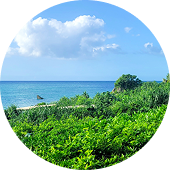 일본 오키나와의 열대 자연과 푸른 해변